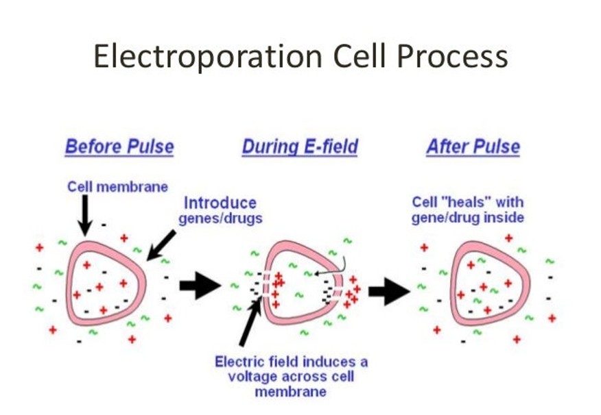 Electroporation cell process